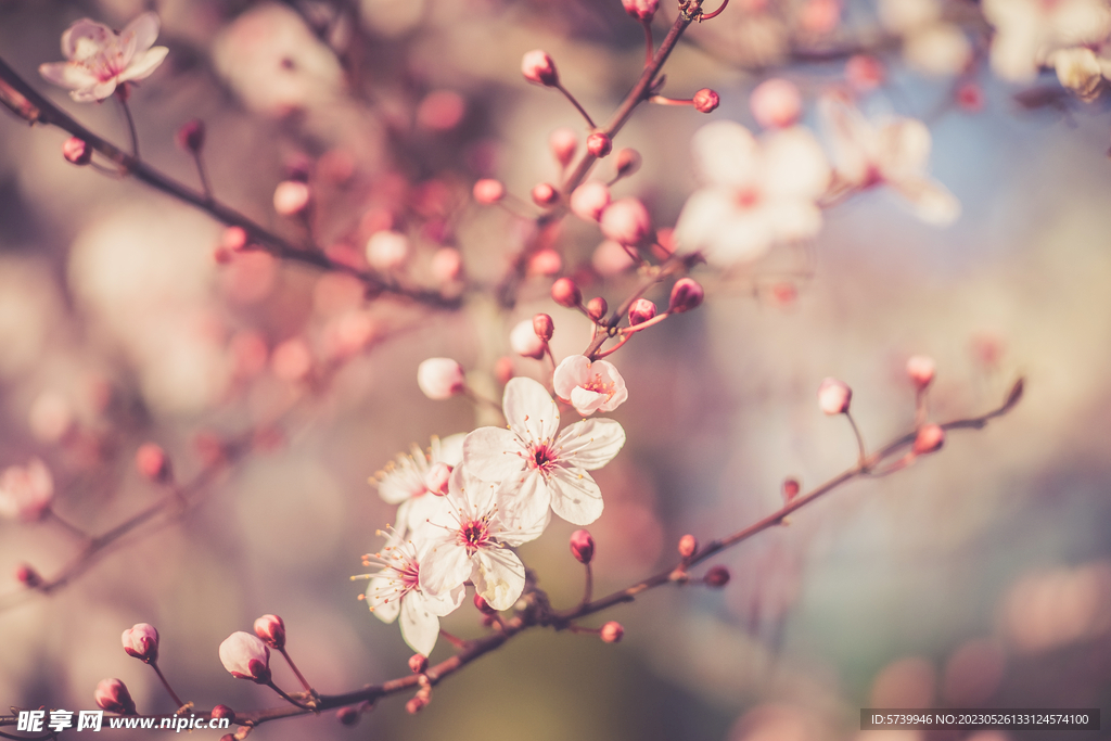  樱花