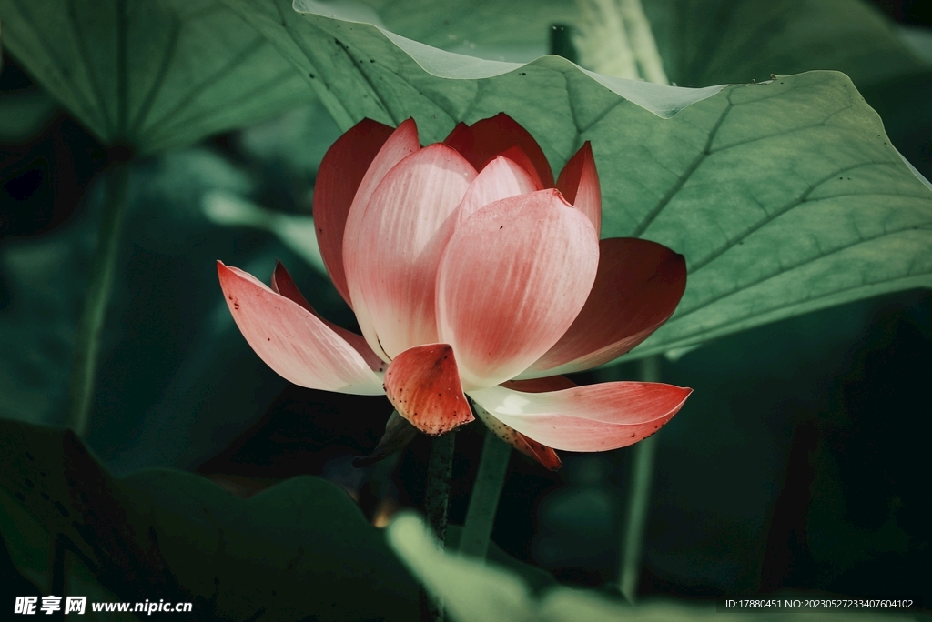 莲花