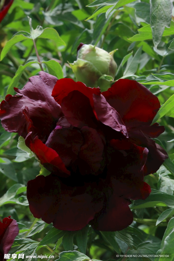 牡丹花  