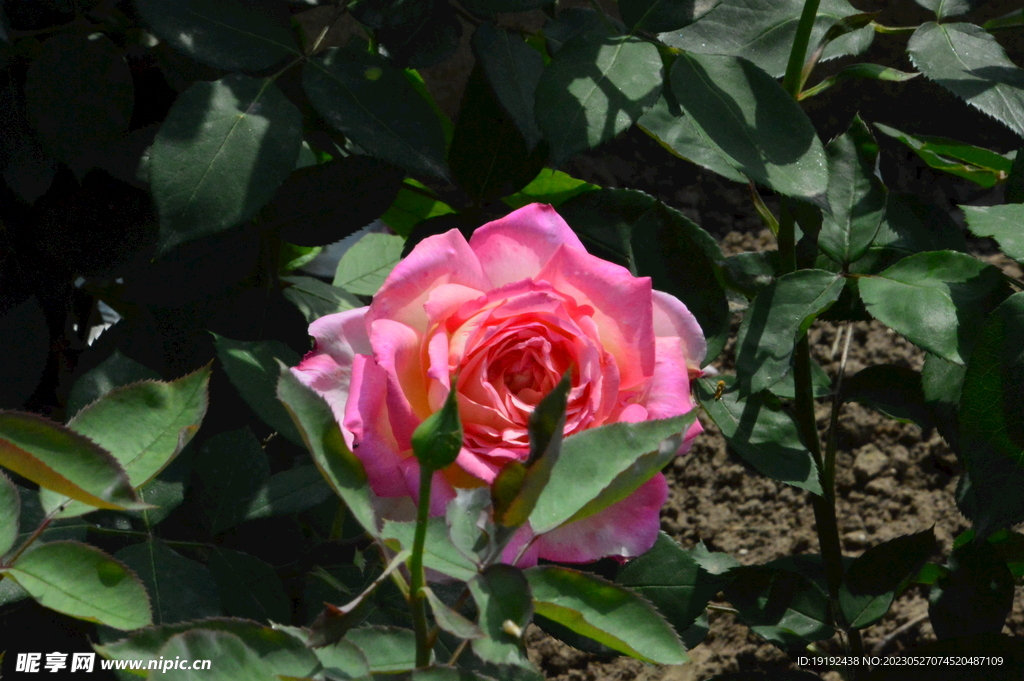 月季花 