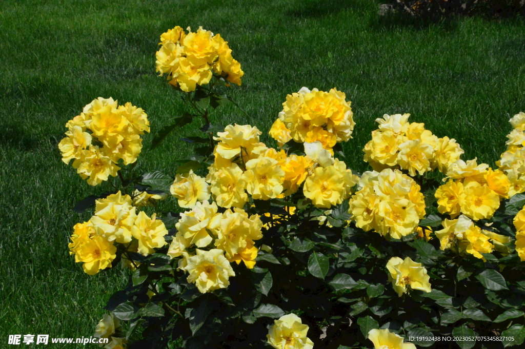 月季花 