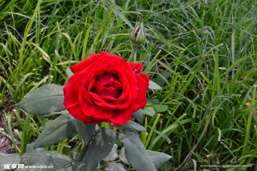 月季花  