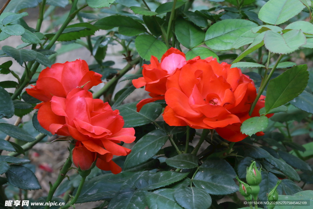 月季花  