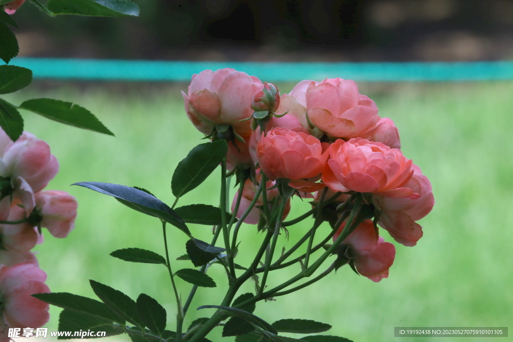 月季花 