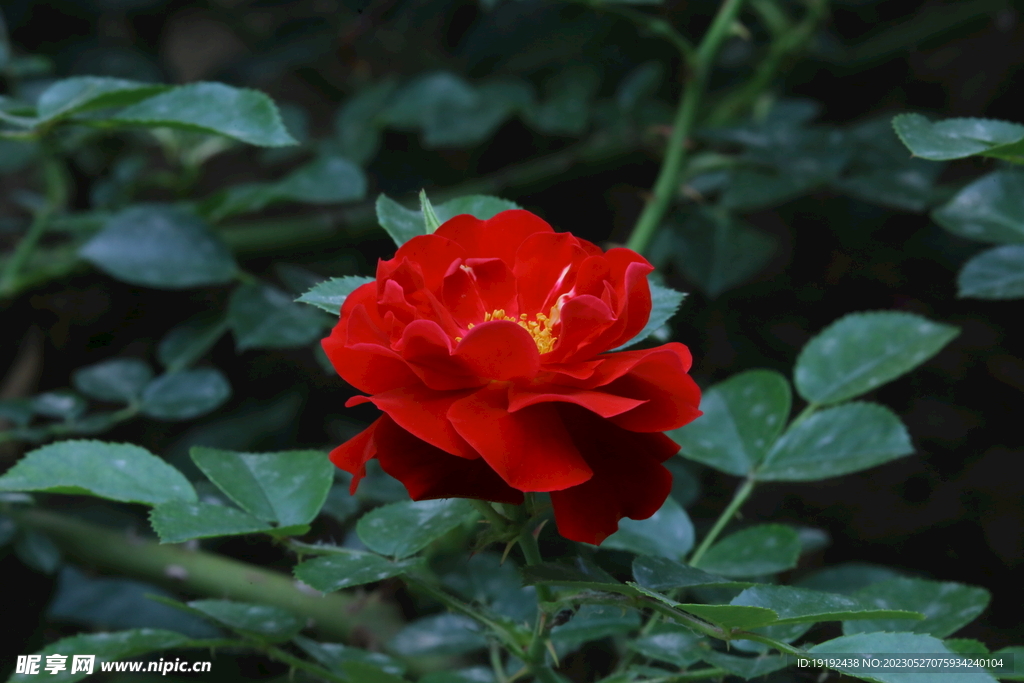 月季花