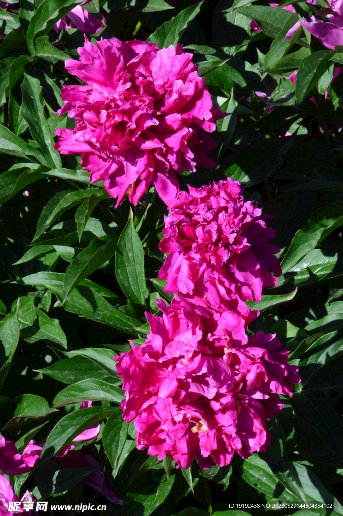 芍药花  