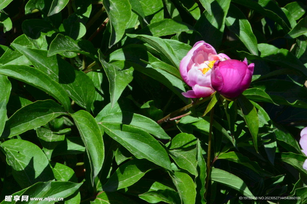 芍药花  