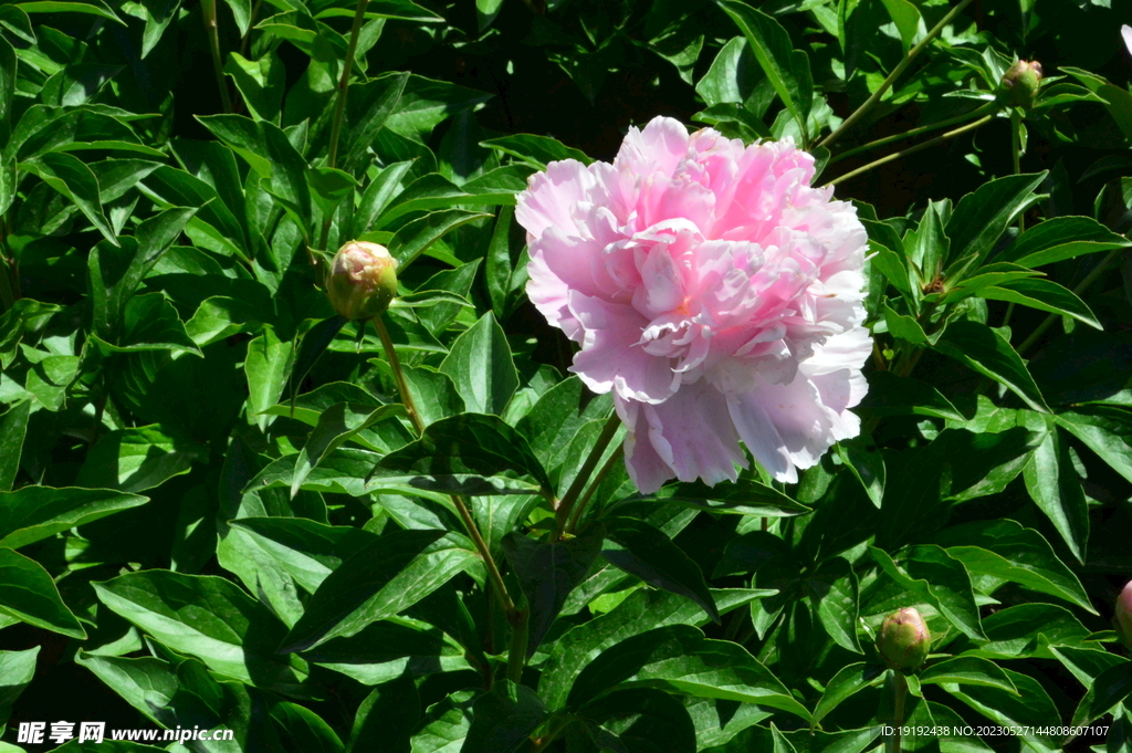 芍药花  
