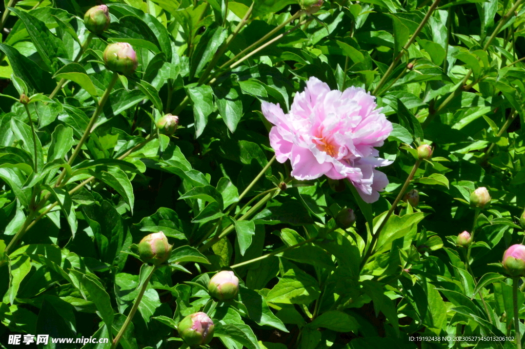 芍药花  