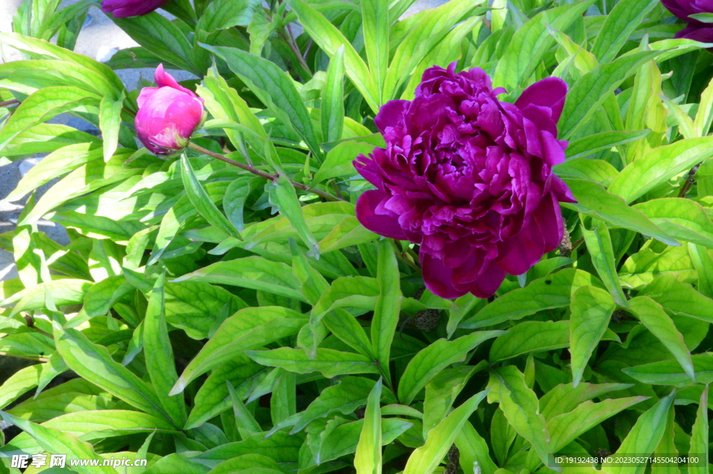芍药花  