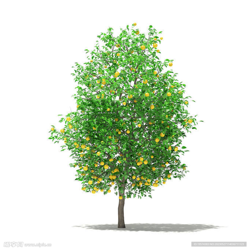 C4D模型果树