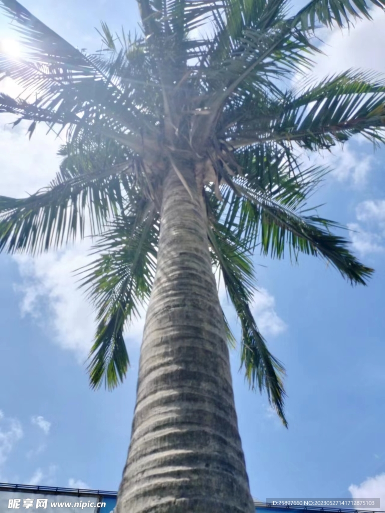 椰树