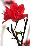 杜鹃花