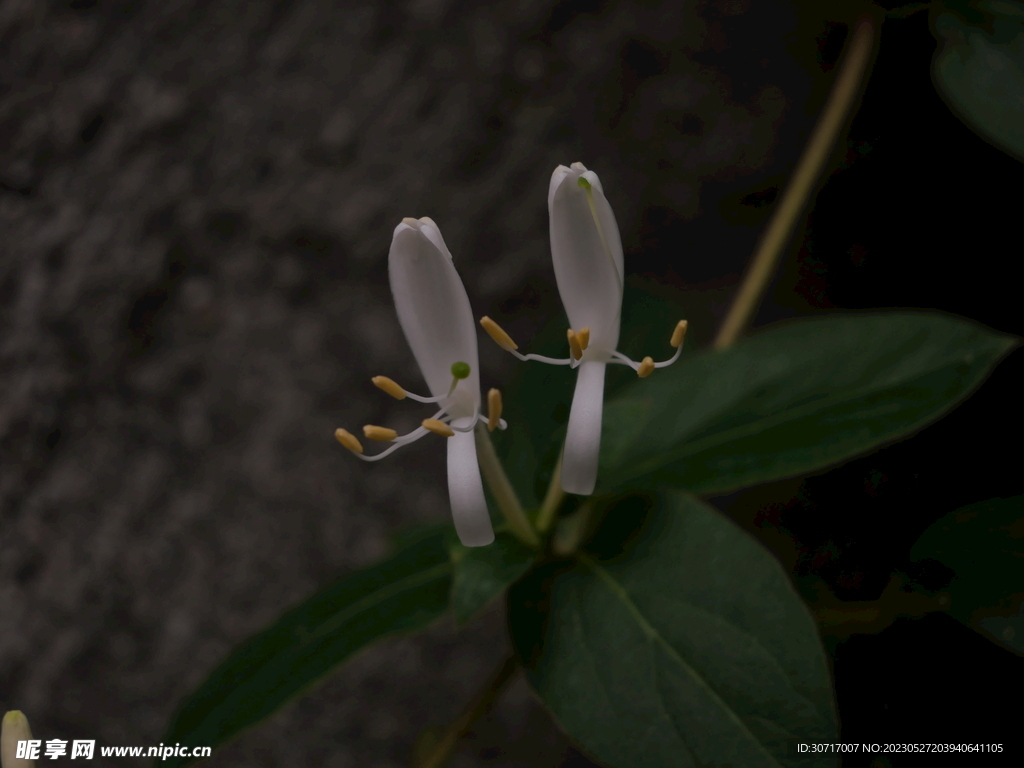 金银花