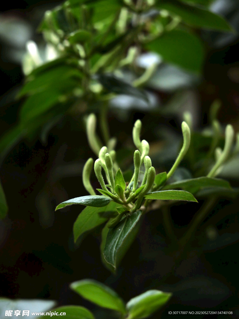 金银花素材