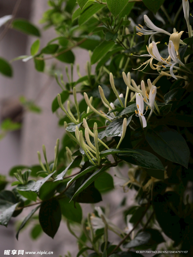 金银花照片