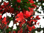漂亮的杜鹃花