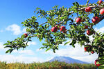 静宁红富士苹果树