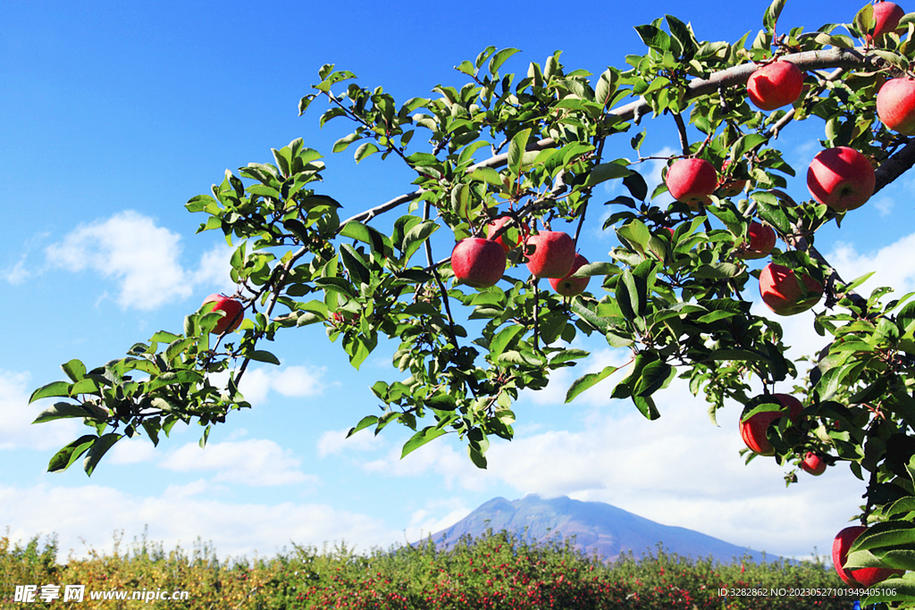 静宁红富士苹果树