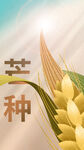 芒种