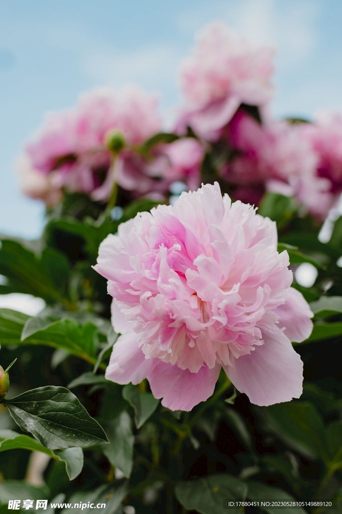 木槿