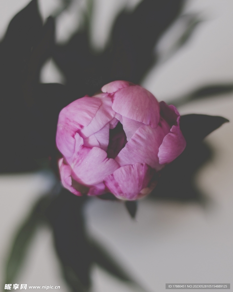 芍药