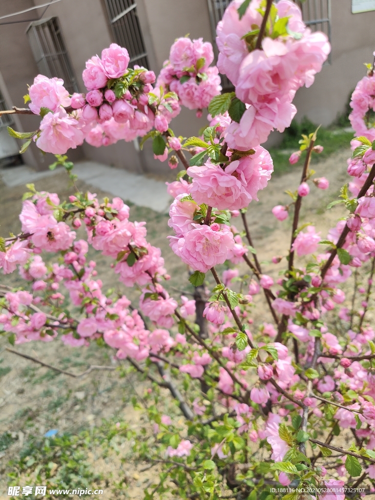 桃花