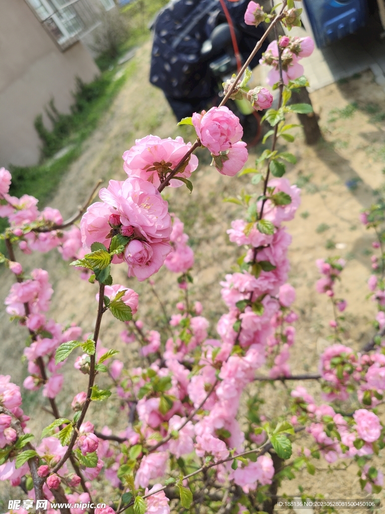 桃花
