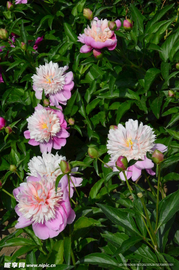 芍药花 