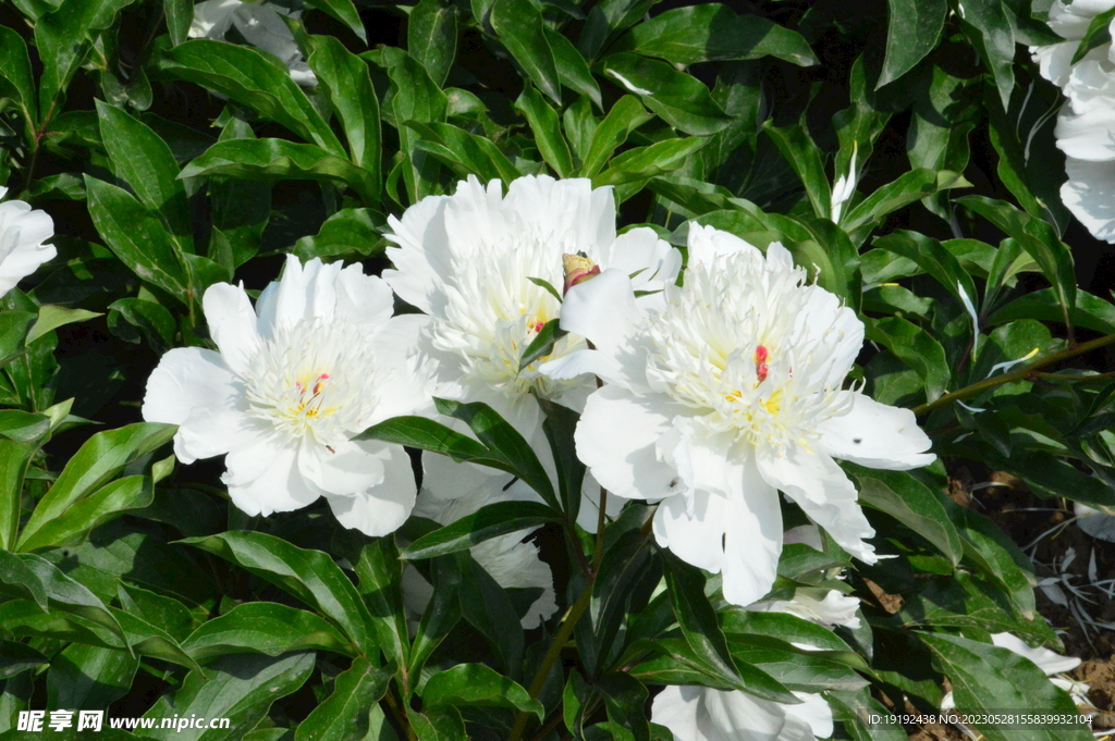 芍药花 