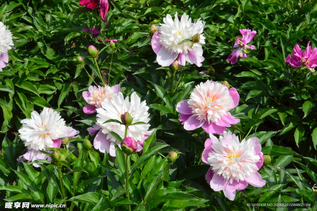 芍药花  