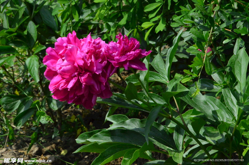 芍药花  