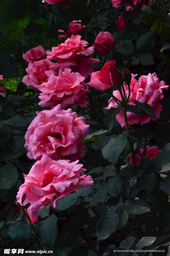 月季花 