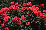 月季花 