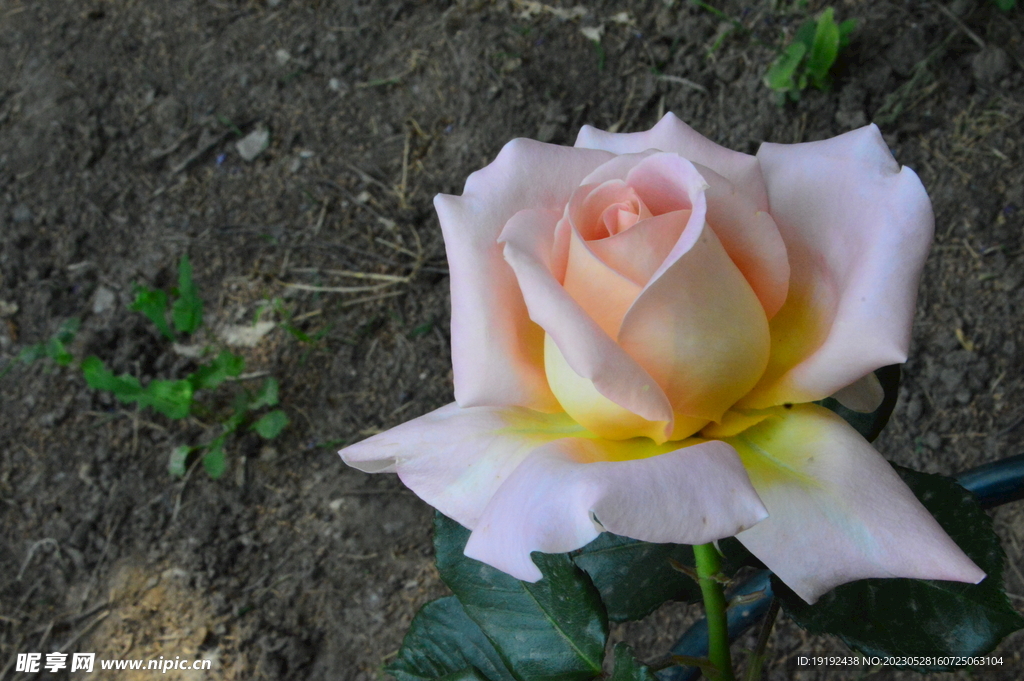 月季花  
