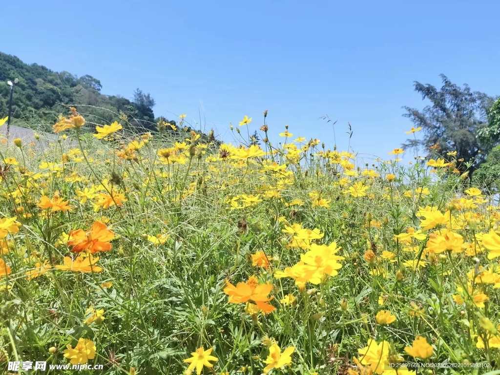 金鸡菊