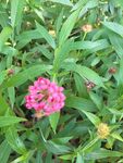 龙船花
