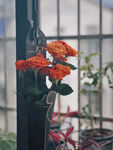 月季花