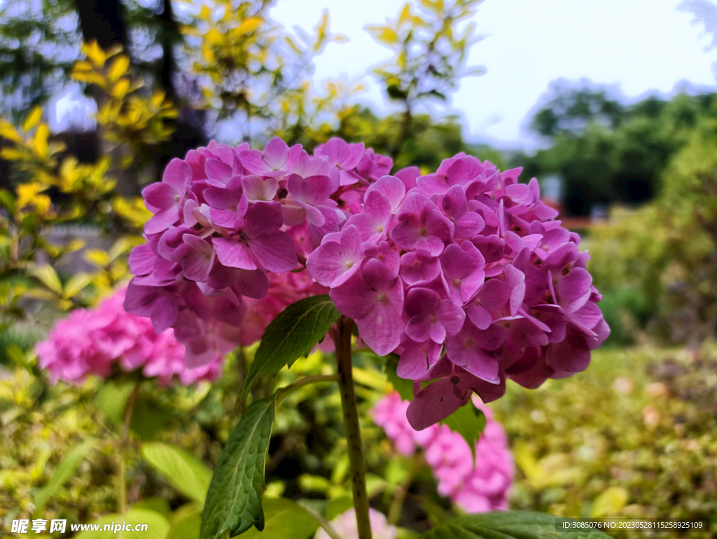 绣球花