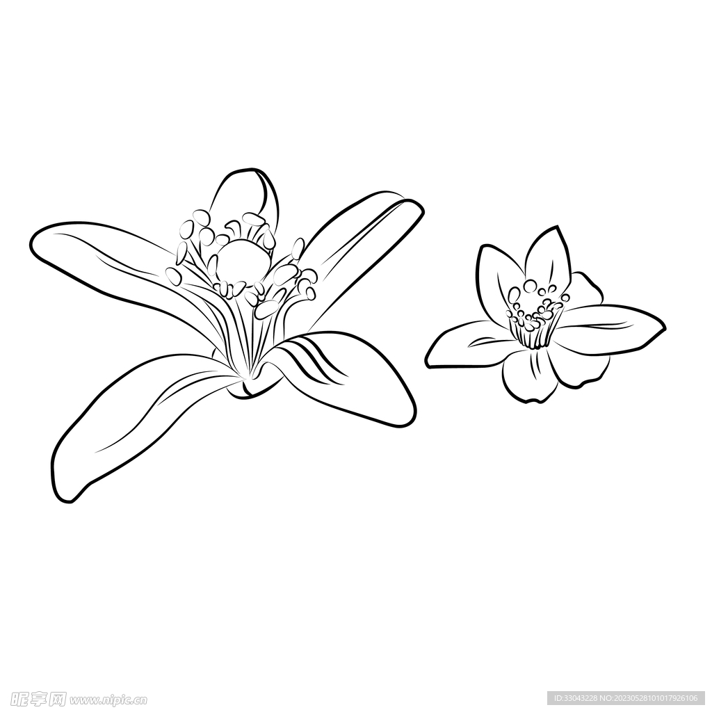 代代花 玳玳花 养生 线稿 
