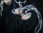 水母