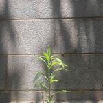 光之小草