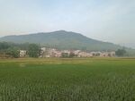 田野