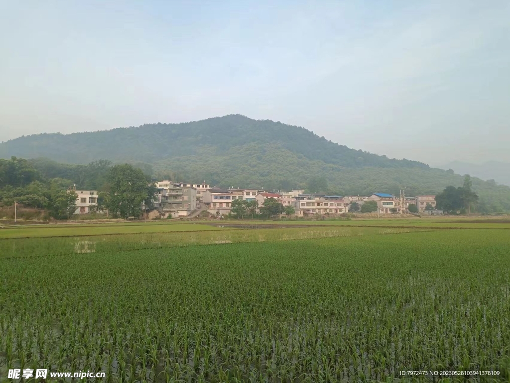田野