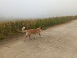 黄狗