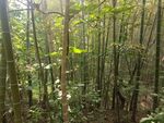 竹林