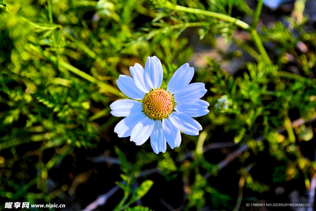 菊花