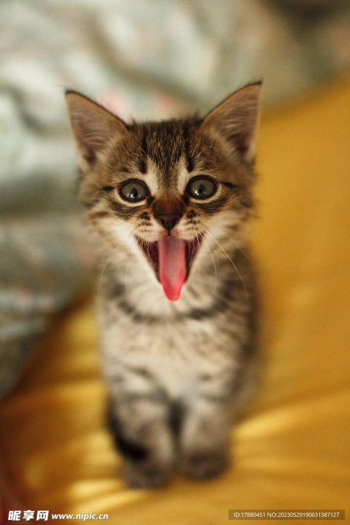 猫