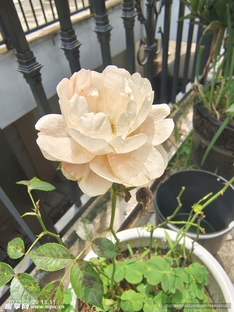 月季盆栽