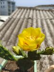 仙人掌开花